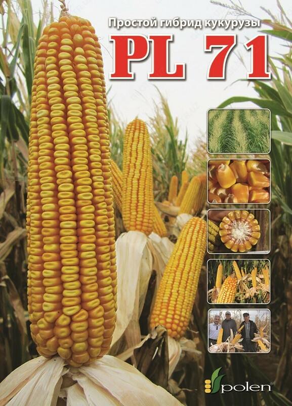 Семена кукурузы PL 71 - от 1 500 000 сум