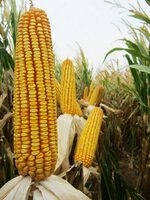 от 1 500 000 сум Семена кукурузы PL 71