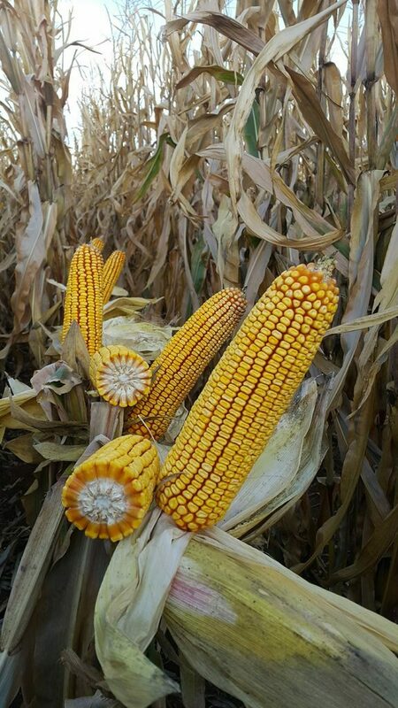 Семена кукурузы PL 71 Только в розницу