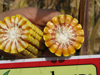 Семена кукурузы PL 71 OOO HAMKOR AGRO LUX