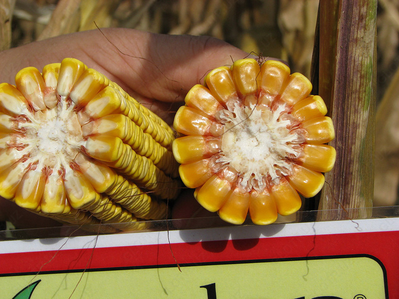 Семена кукурузы PL 71 OOO HAMKOR AGRO LUX