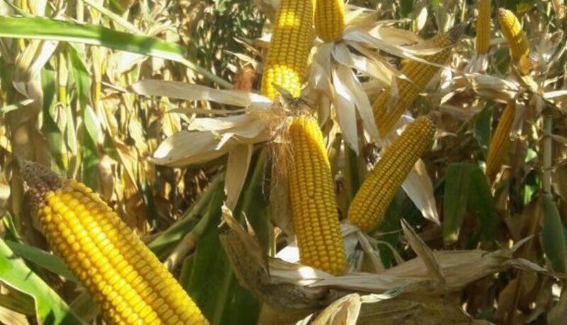 Семена кукурузы PL 555