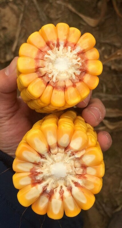 Семена кукурузы PL 555 - от 1 500 000 сум