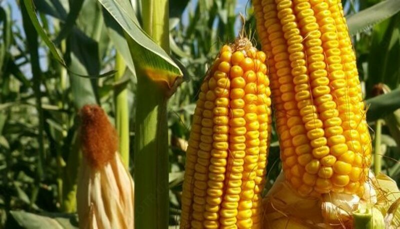 Семена кукурузы PL 538