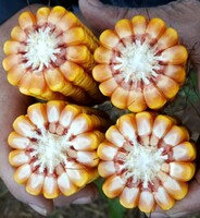 от 1 500 000 сум Семена кукурузы PL 538