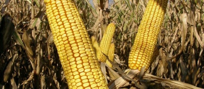 Семена кукурузы PL 289