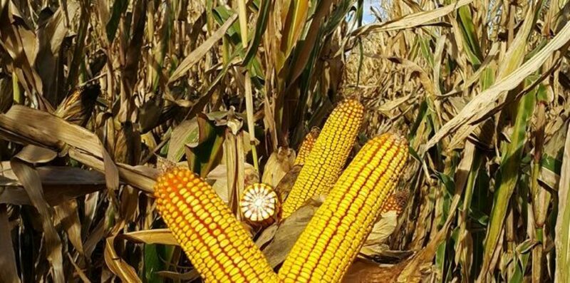 Семена кукурузы PL 251