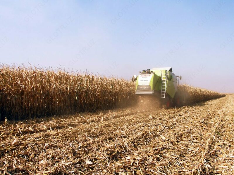 Семена кукурузы PL 251 - от 1 500 000 сум