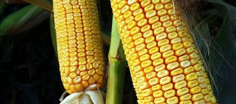 Семена кукурузы HUNTER