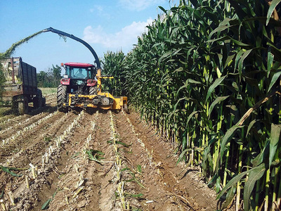 от 1 500 000 сум / кг. Семена кукурузы HUNTER