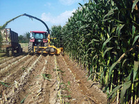 от 1 500 000 сум Семена кукурузы HUNTER