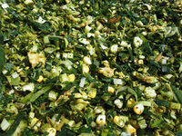 Семена кукурузы HUNTER OOO HAMKOR AGRO LUX