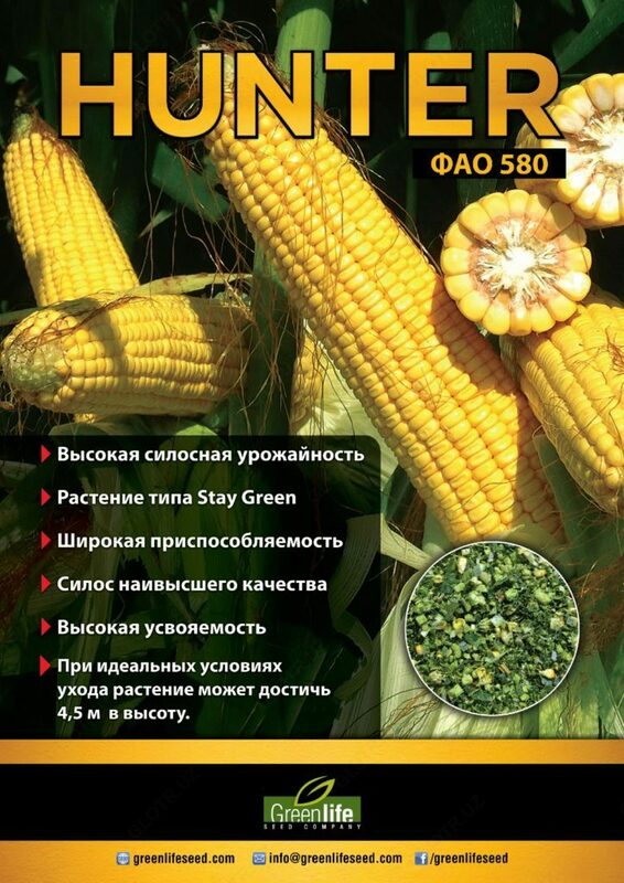 Семена кукурузы HUNTER - OOO HAMKOR AGRO LUX