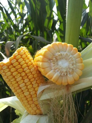 Семена кукурузы PL 722 - от 1 500 000 сум / кг.