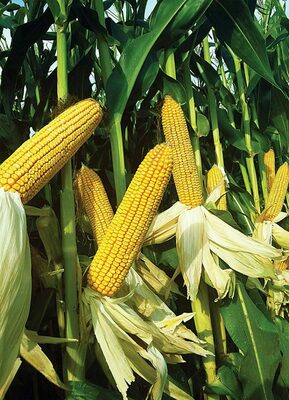 Семена кукурузы TORRO Только в розницу