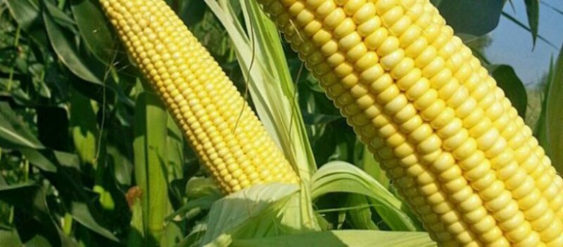 Семена кукурузы PL 712