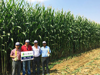 Семена кукурузы PL 712 Оптом и розница