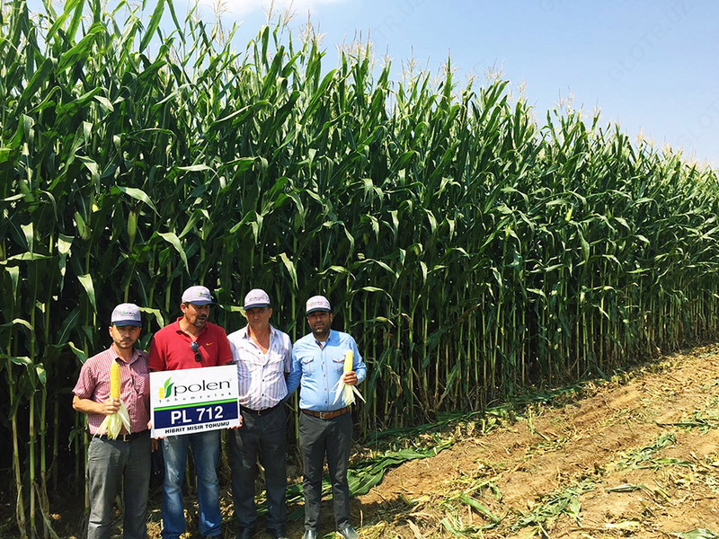 Семена кукурузы PL 712 Оптом и розница