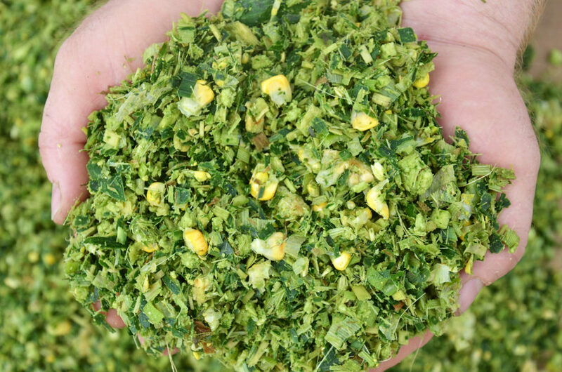 Семена кукурузы PL 712 OOO HAMKOR AGRO LUX