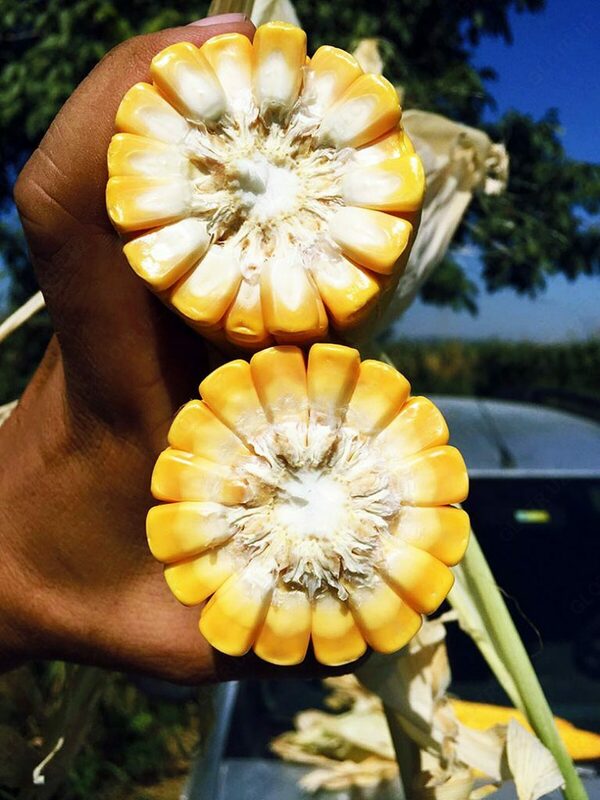 Семена кукурузы PL 712 - OOO HAMKOR AGRO LUX