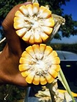 Семена кукурузы PL 712 - OOO HAMKOR AGRO LUX