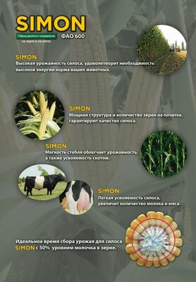 от 1 500 000 сум / кг. Семена кукурузы SIMON