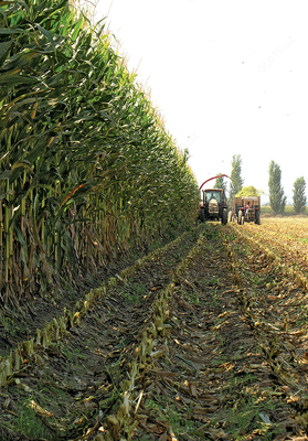 Семена кукурузы SIMON Только в розницу