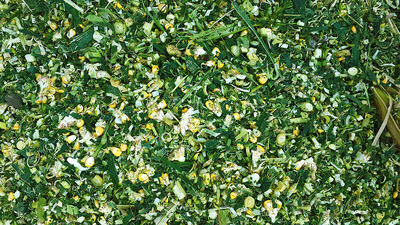 Семена кукурузы SIMON - OOO HAMKOR AGRO LUX