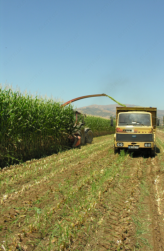 Семена кукурузы BOLSON Только в розницу