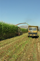 Семена кукурузы BOLSON Только в розницу