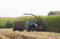 Семена кукурузы BOLSON OOO HAMKOR AGRO LUX