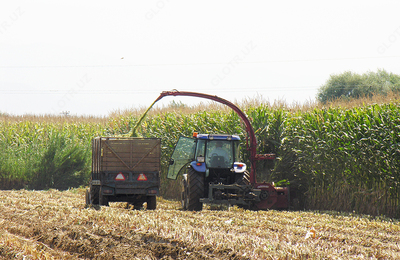 Семена кукурузы BOLSON OOO HAMKOR AGRO LUX