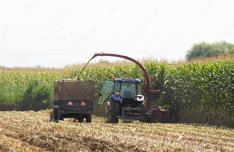 Семена кукурузы BOLSON OOO HAMKOR AGRO LUX