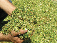 Семена кукурузы BOLSON - OOO HAMKOR AGRO LUX