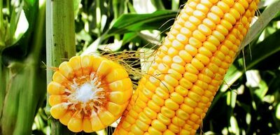 Семена кукурузы RANGER