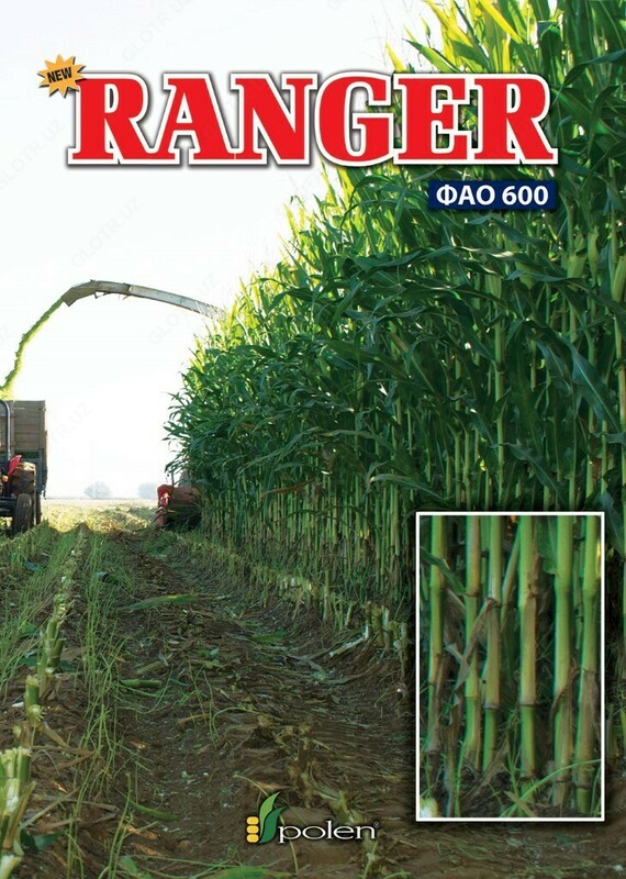 Семена кукурузы RANGER - от 1 500 000 сум