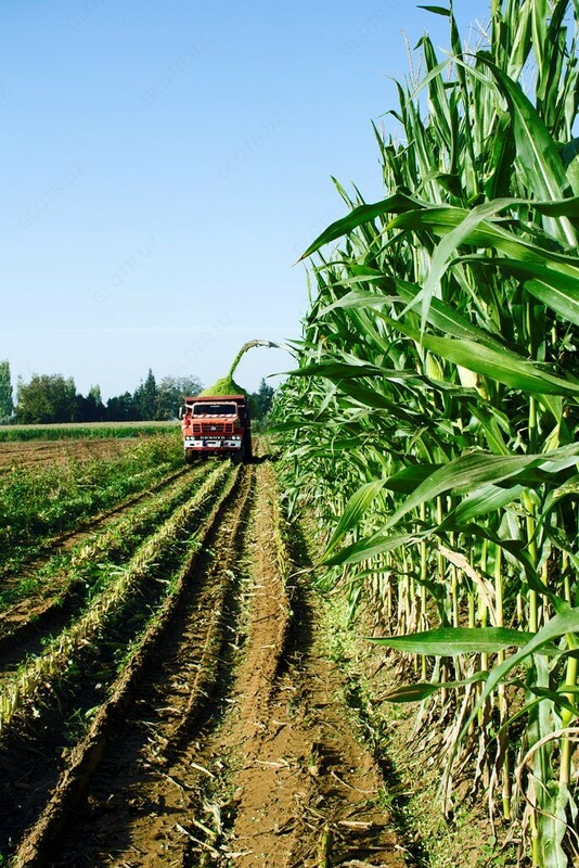 Семена кукурузы RANGER Только в розницу