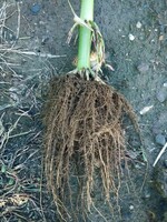 Семена кукурузы RANGER OOO HAMKOR AGRO LUX