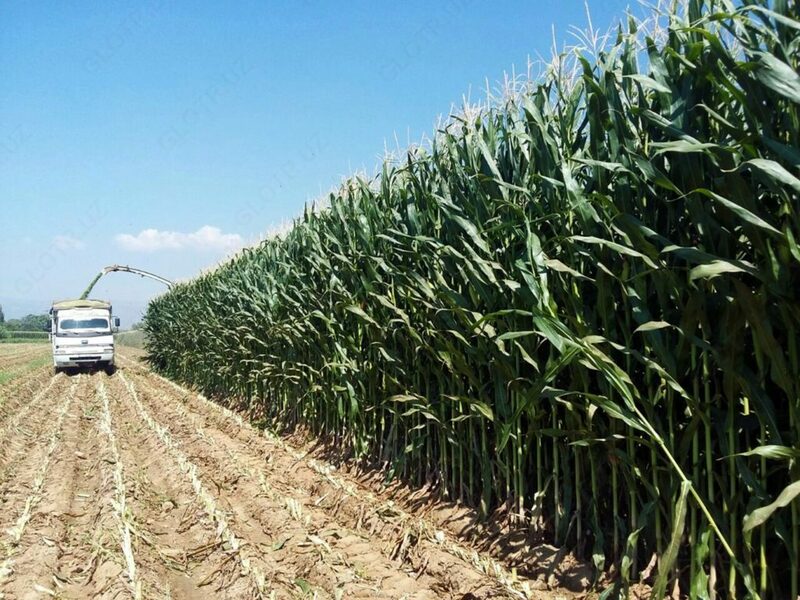 Семена кукурузы RANGER - OOO HAMKOR AGRO LUX