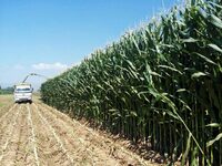 Семена кукурузы RANGER - OOO HAMKOR AGRO LUX