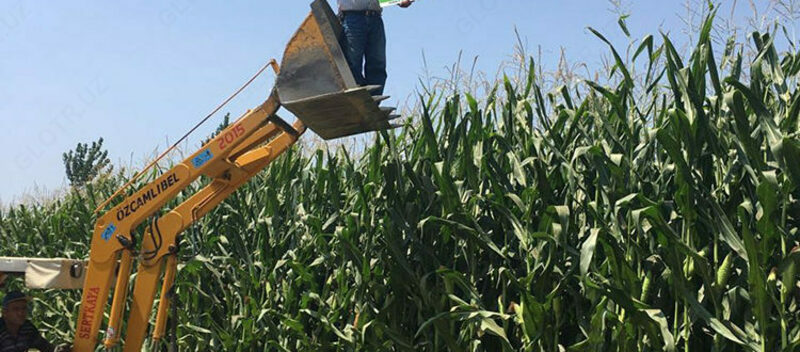 Семена кукурузы MACHA