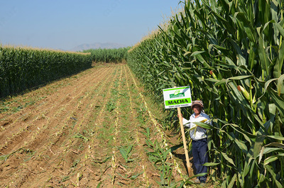 Семена кукурузы MACHA Только в розницу