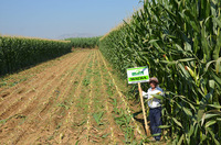 Семена кукурузы MACHA Только в розницу