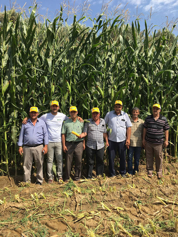 Семена кукурузы MACHA OOO HAMKOR AGRO LUX