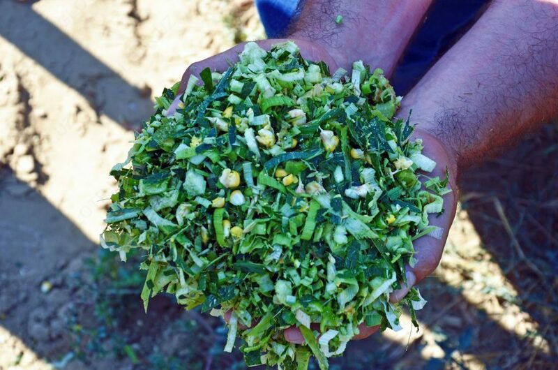 Семена кукурузы MACHA - OOO HAMKOR AGRO LUX