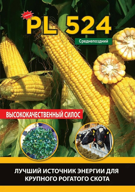 Семена кукуруза (Makkajuxori urug'i) PL 524 - {0} so'mdan