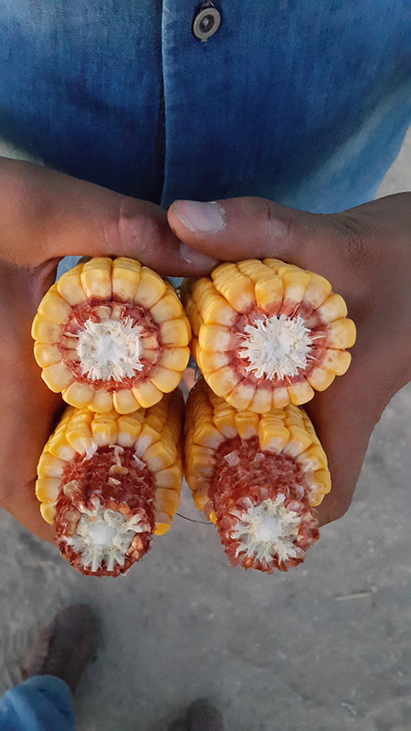 Семена кукуруза (Makkajuxori urug'i) PL 524 Ulgurji va chakana