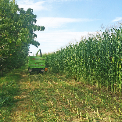 Семена кукурузы PL 524 OOO HAMKOR AGRO LUX