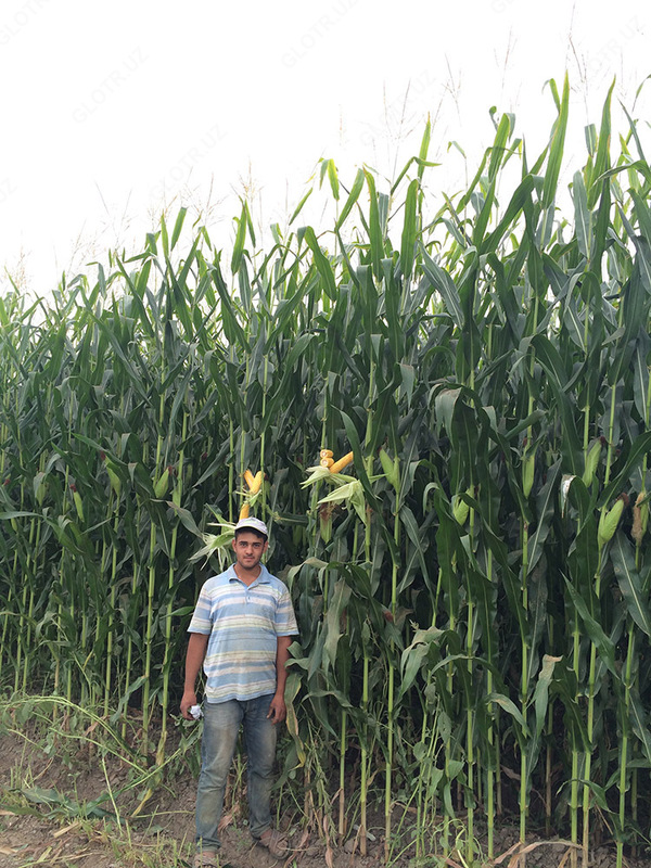 Семена кукуруза (Makkajuxori urug'i) PL 524 - OOO HAMKOR AGRO LUX