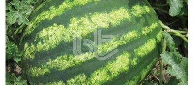 Tarvuz urug'lari GALAKSİ KARPUZ